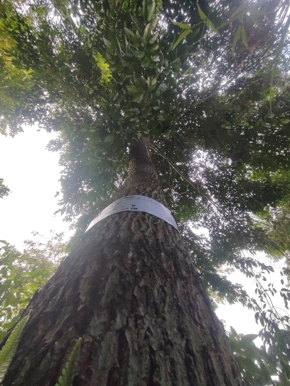 Tree Image