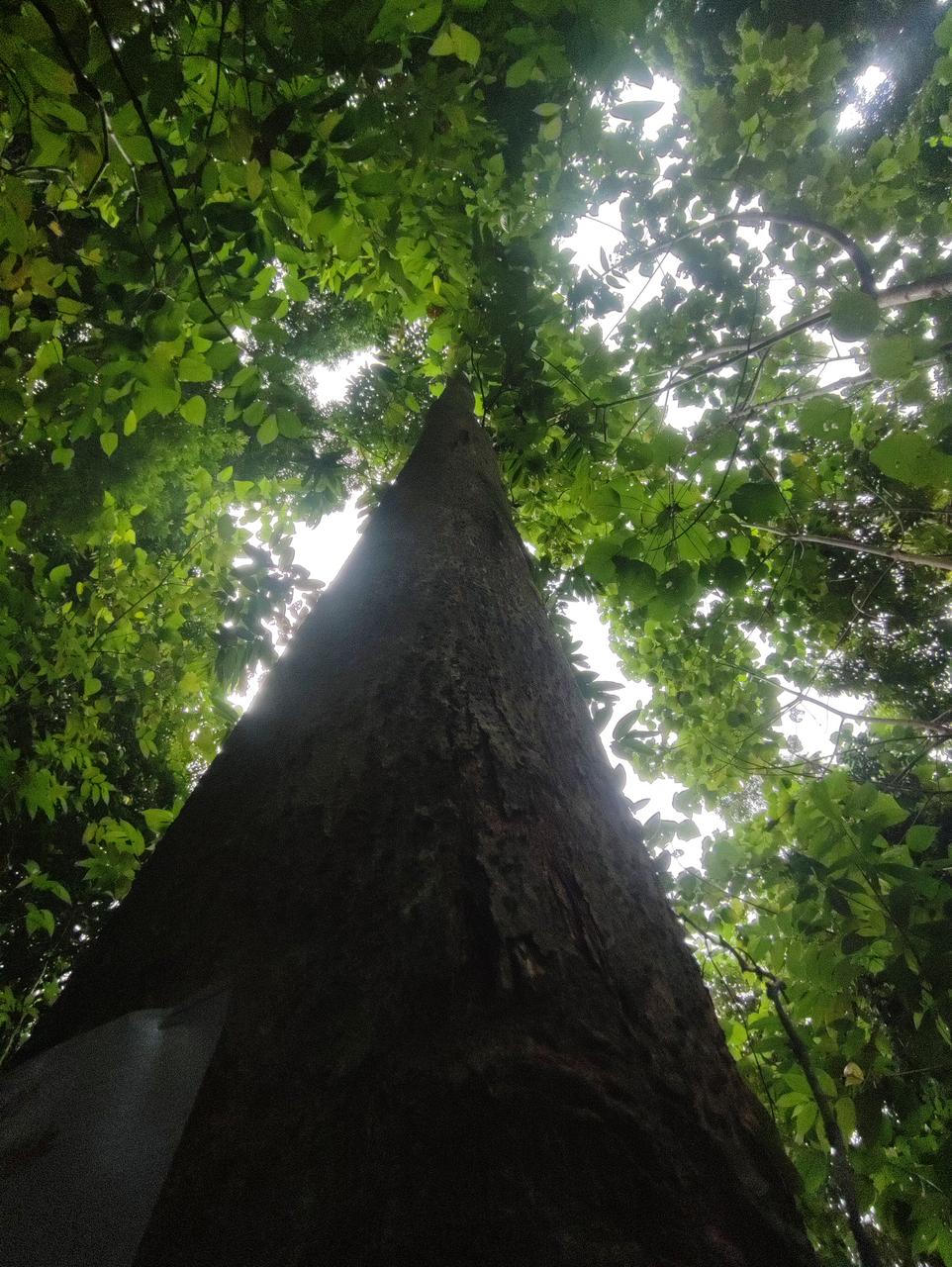 Tree Image