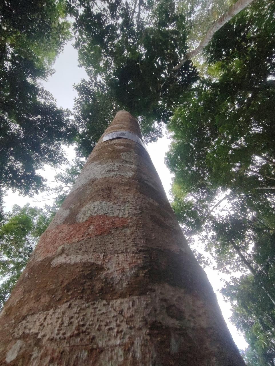 Tree Image