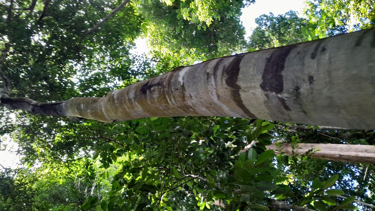 Tree Image