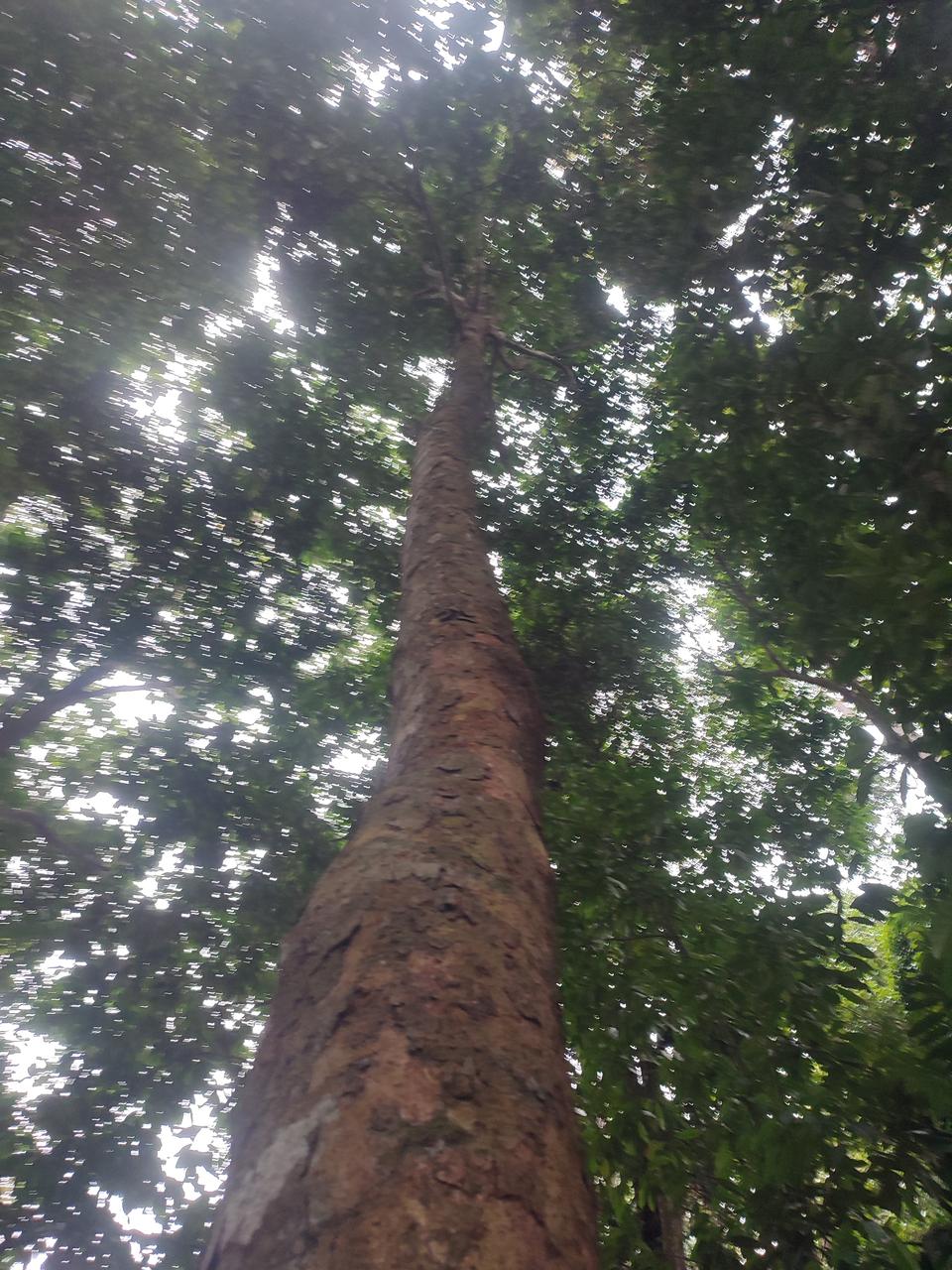 Tree Image