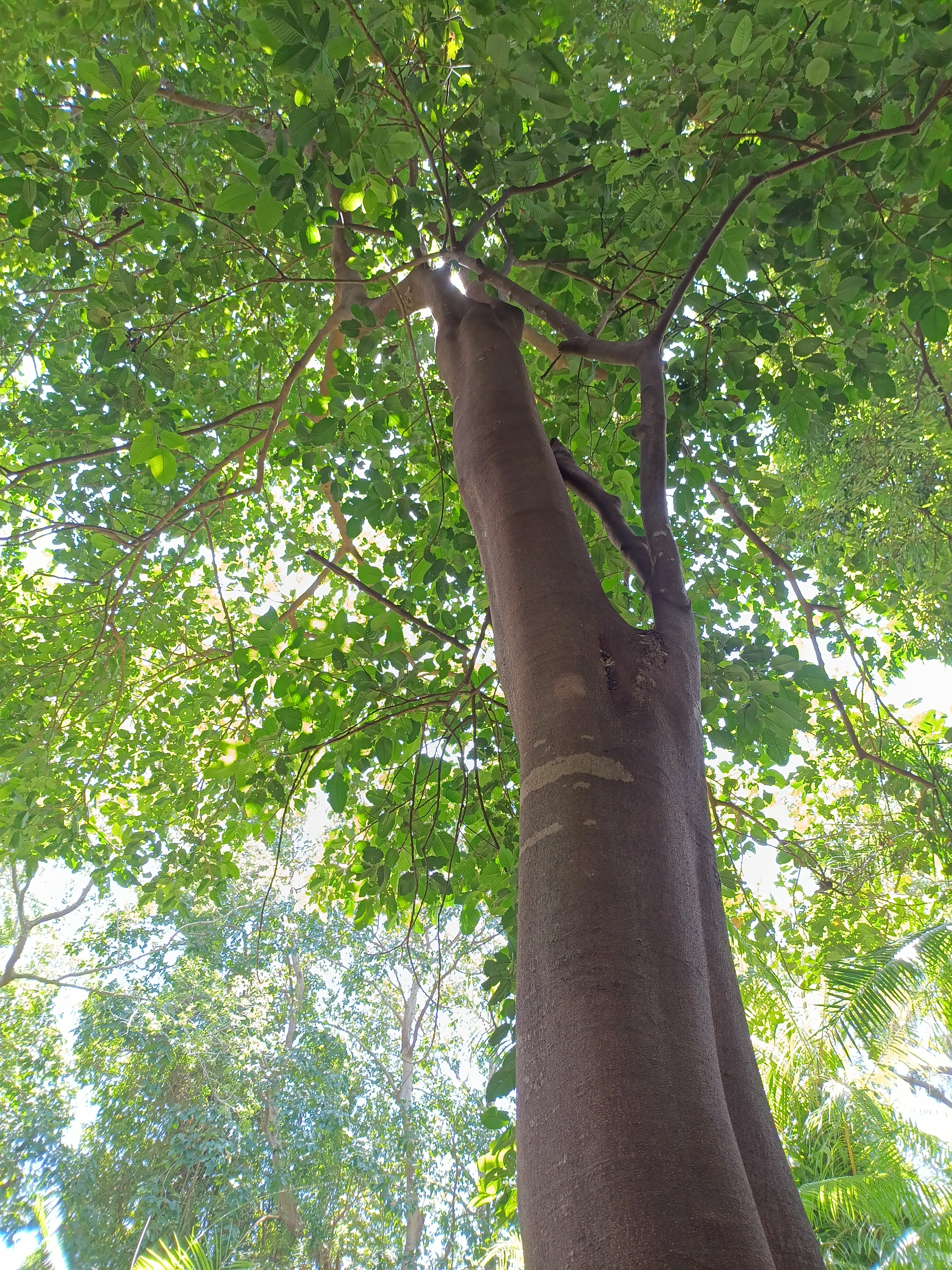 Tree Image