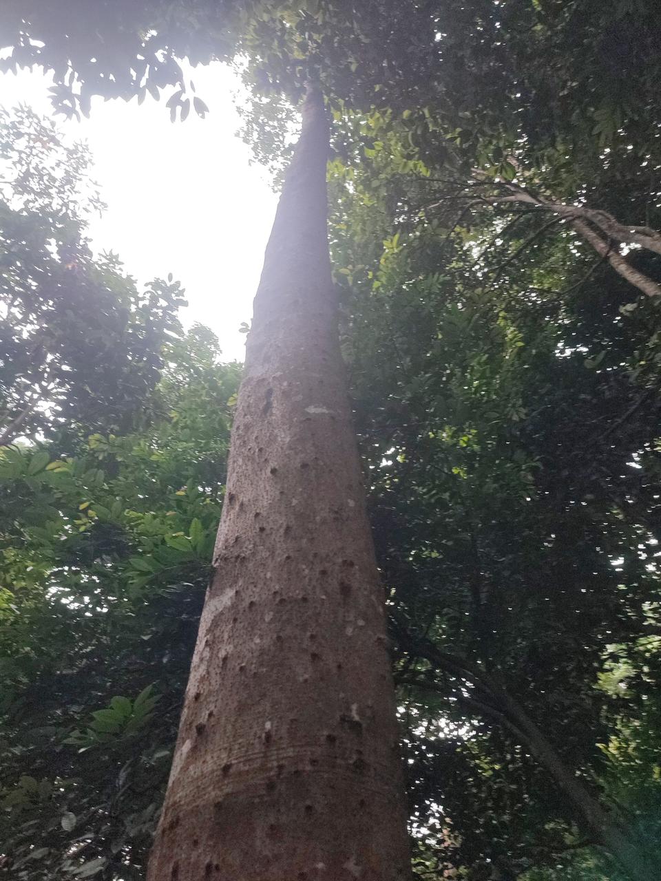 Tree Image