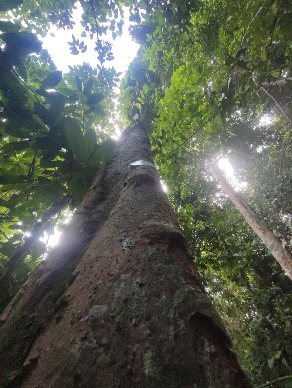 Tree Image