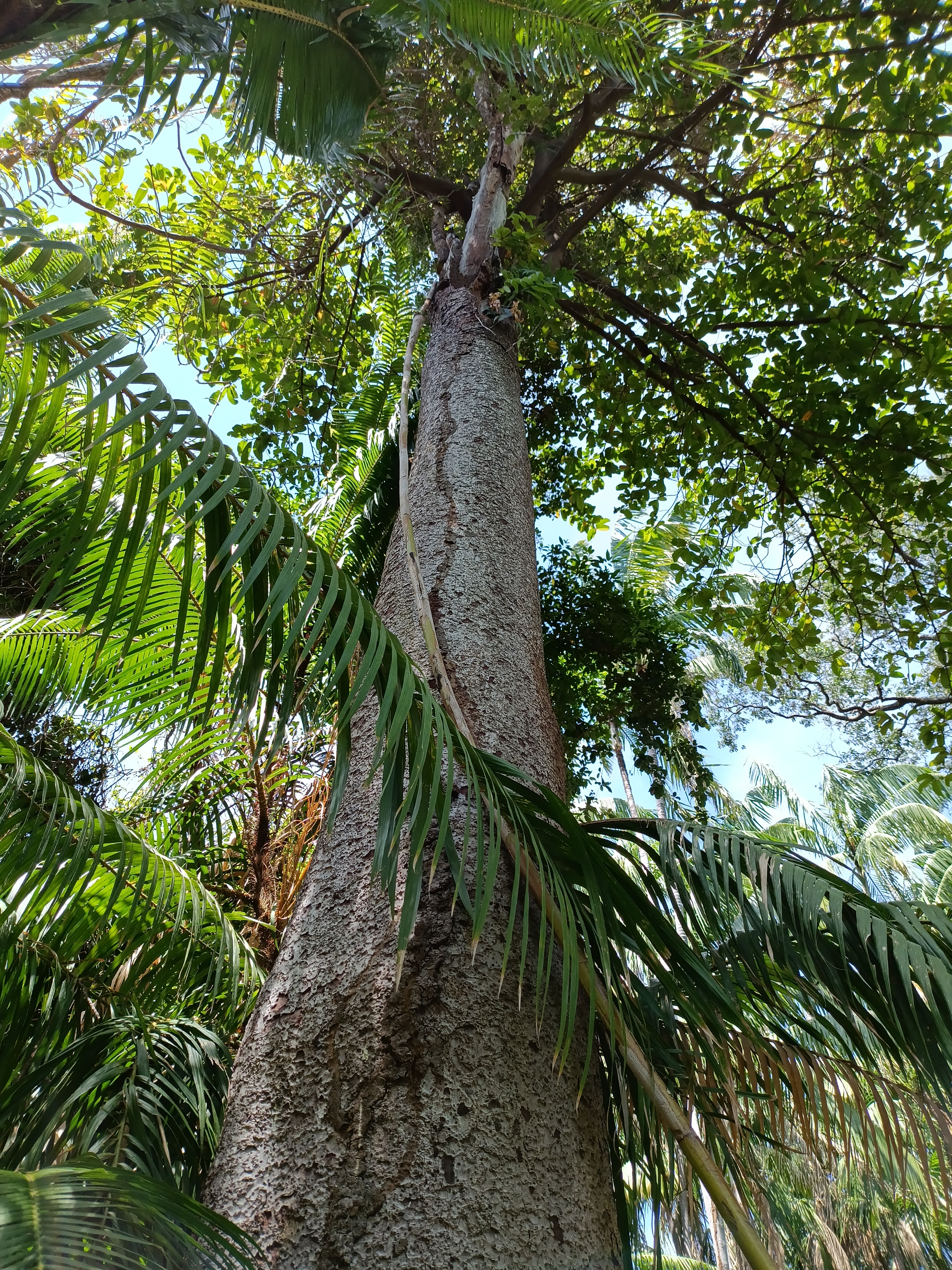 Tree Image