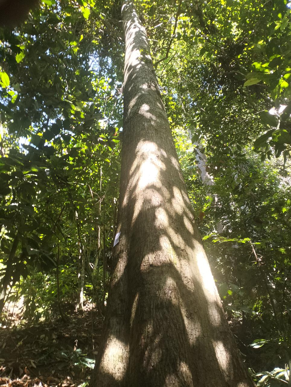 Tree Image