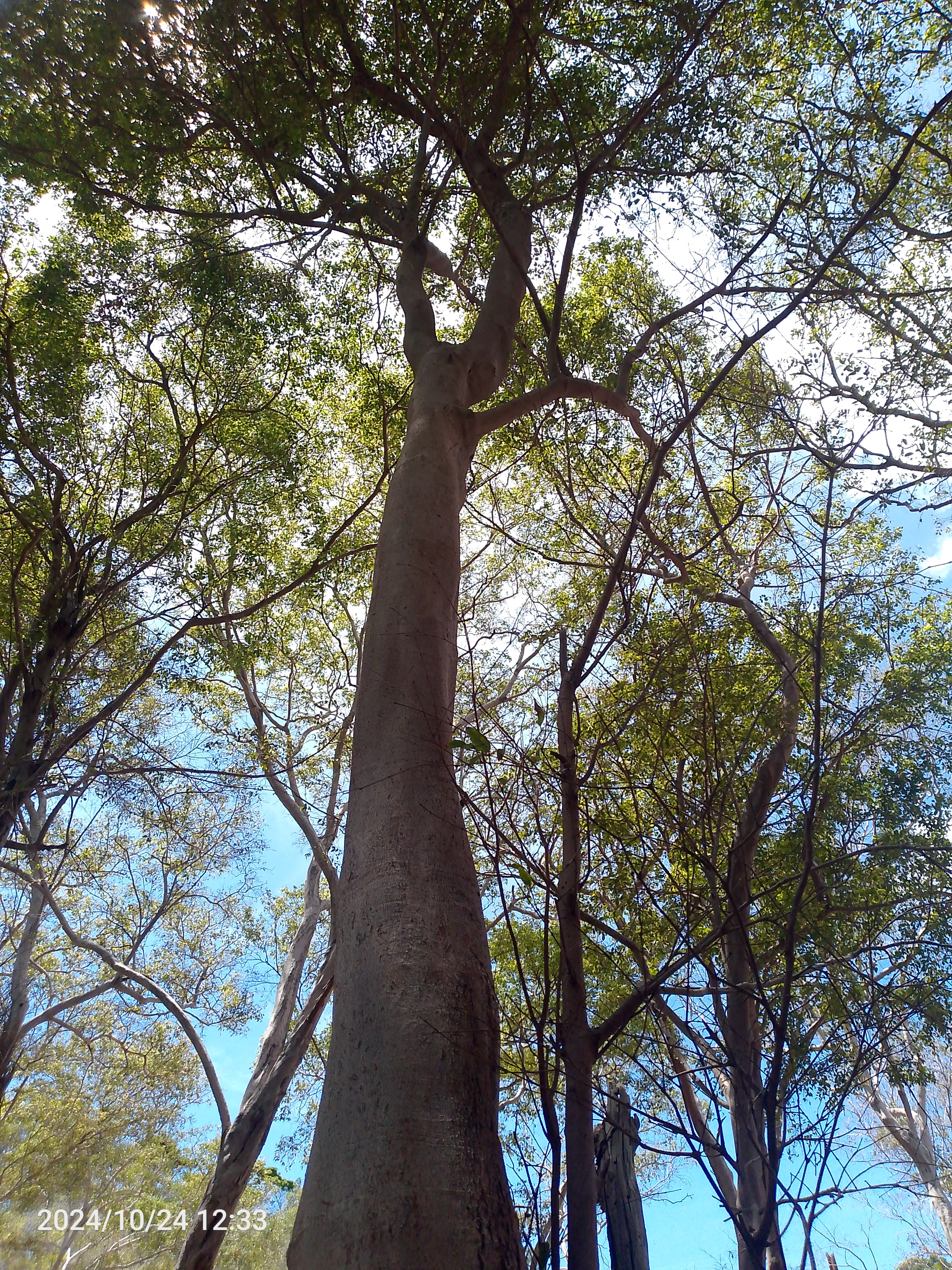 Tree Image