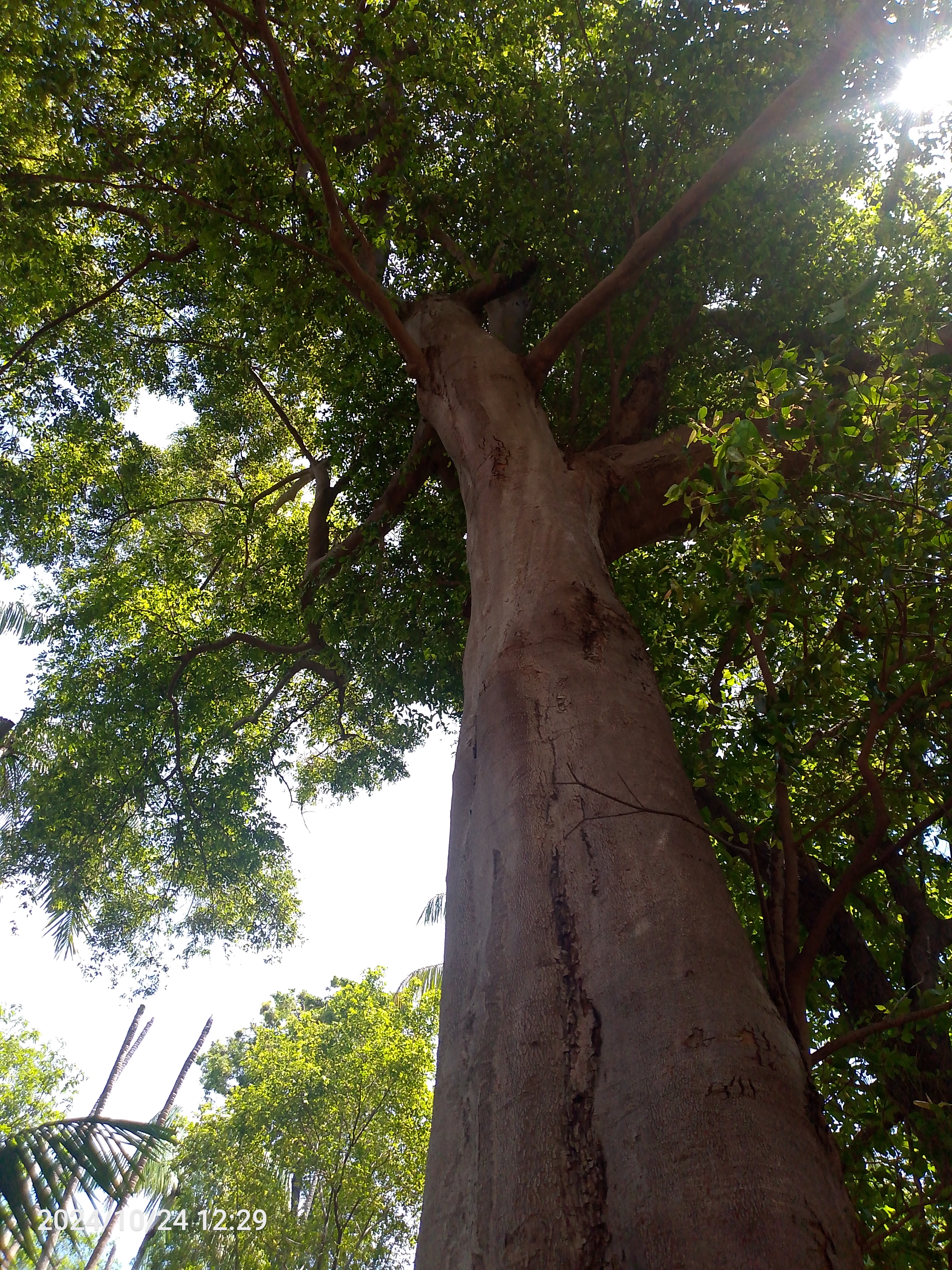 Tree Image