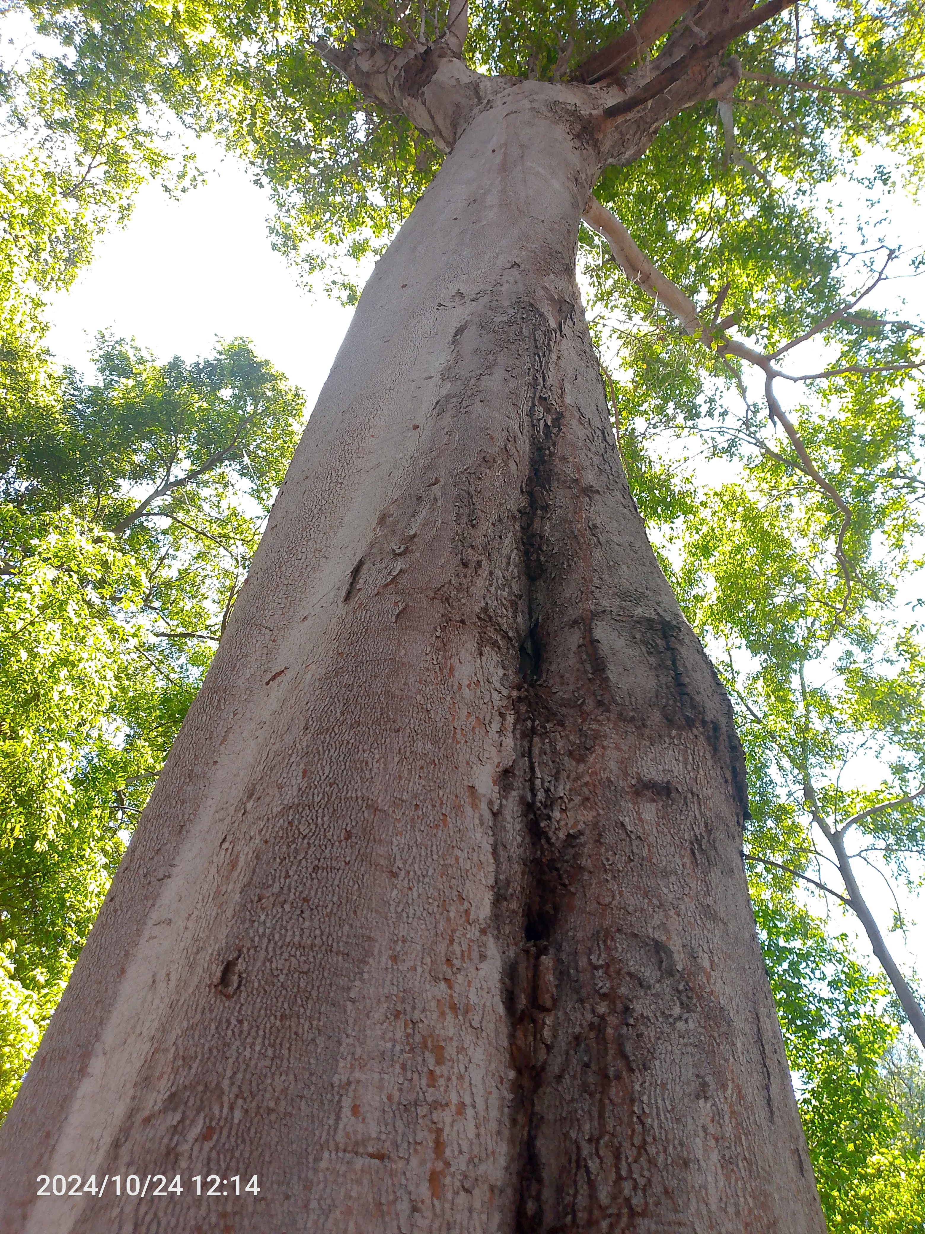 Tree Image