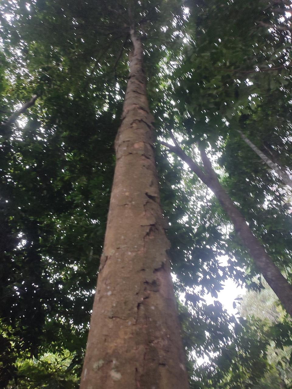 Tree Image