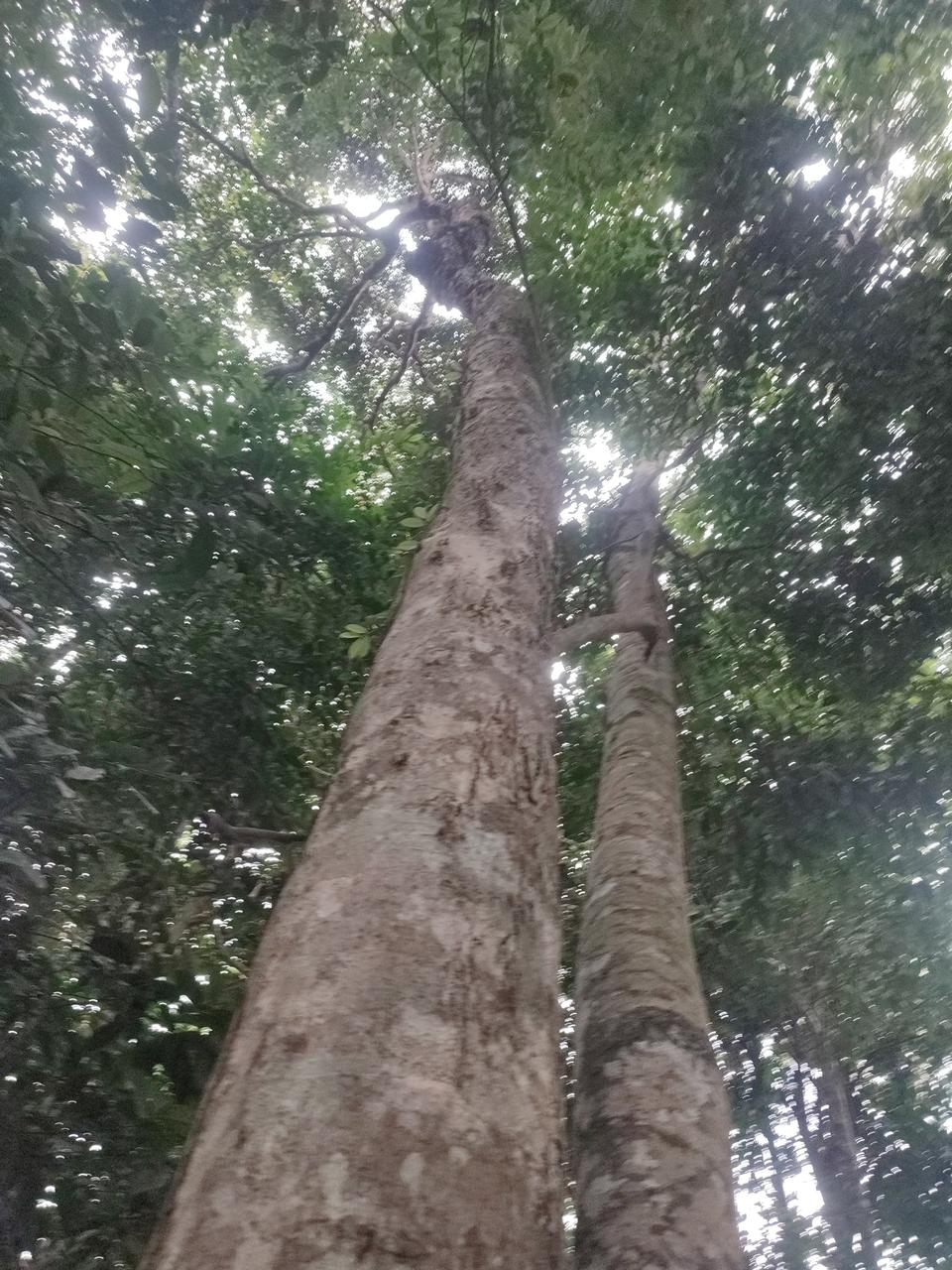 Tree Image