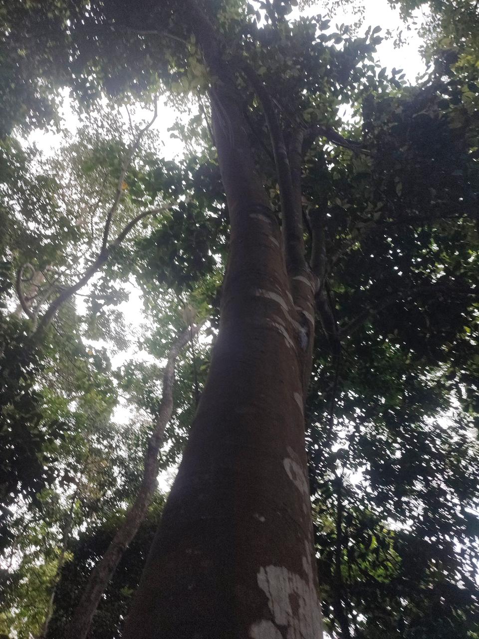 Tree Image