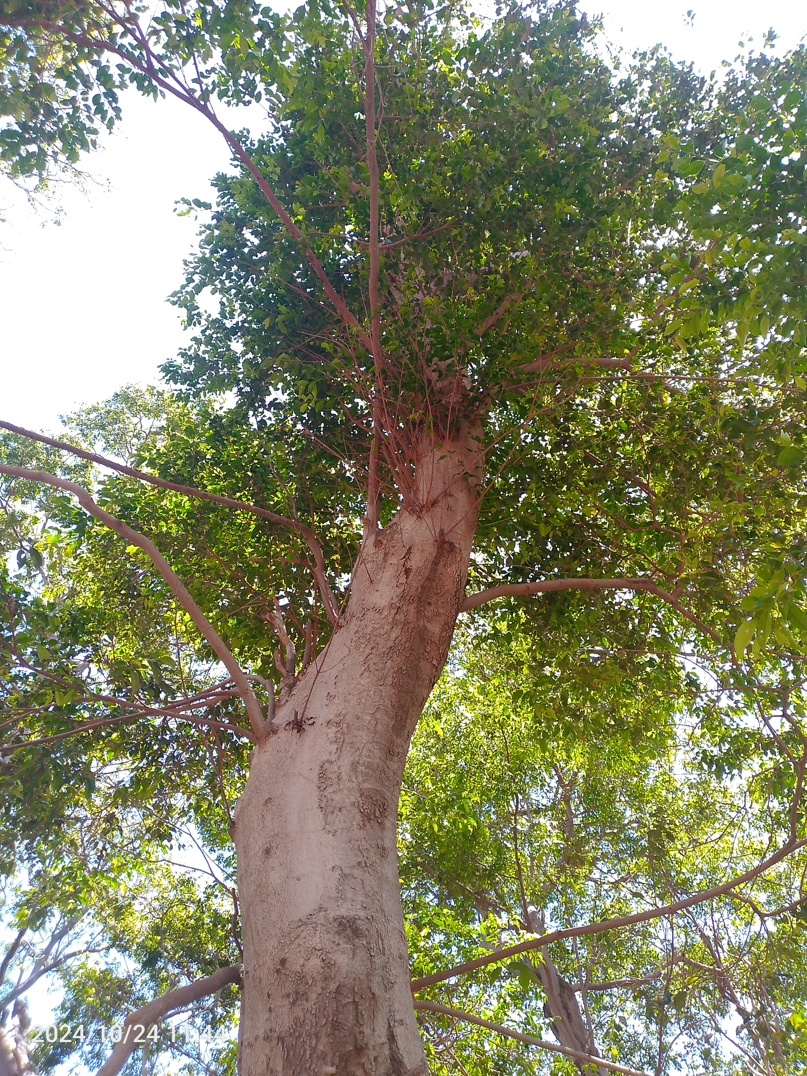 Tree Image