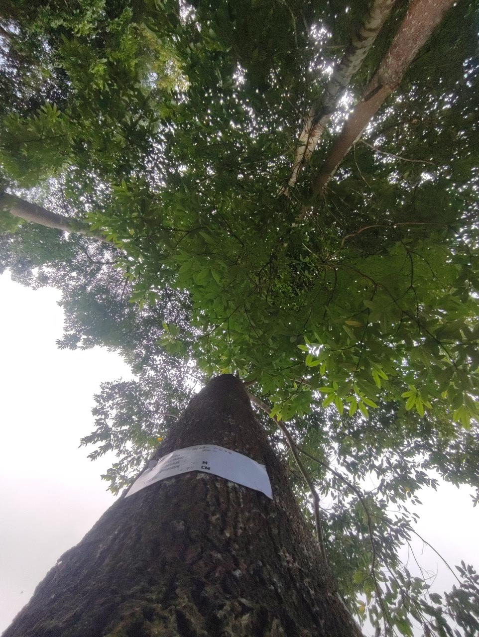 Tree Image