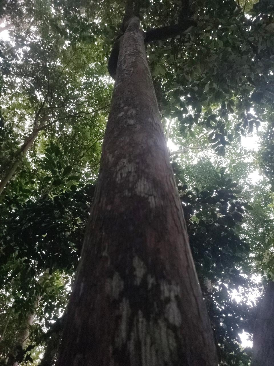 Tree Image