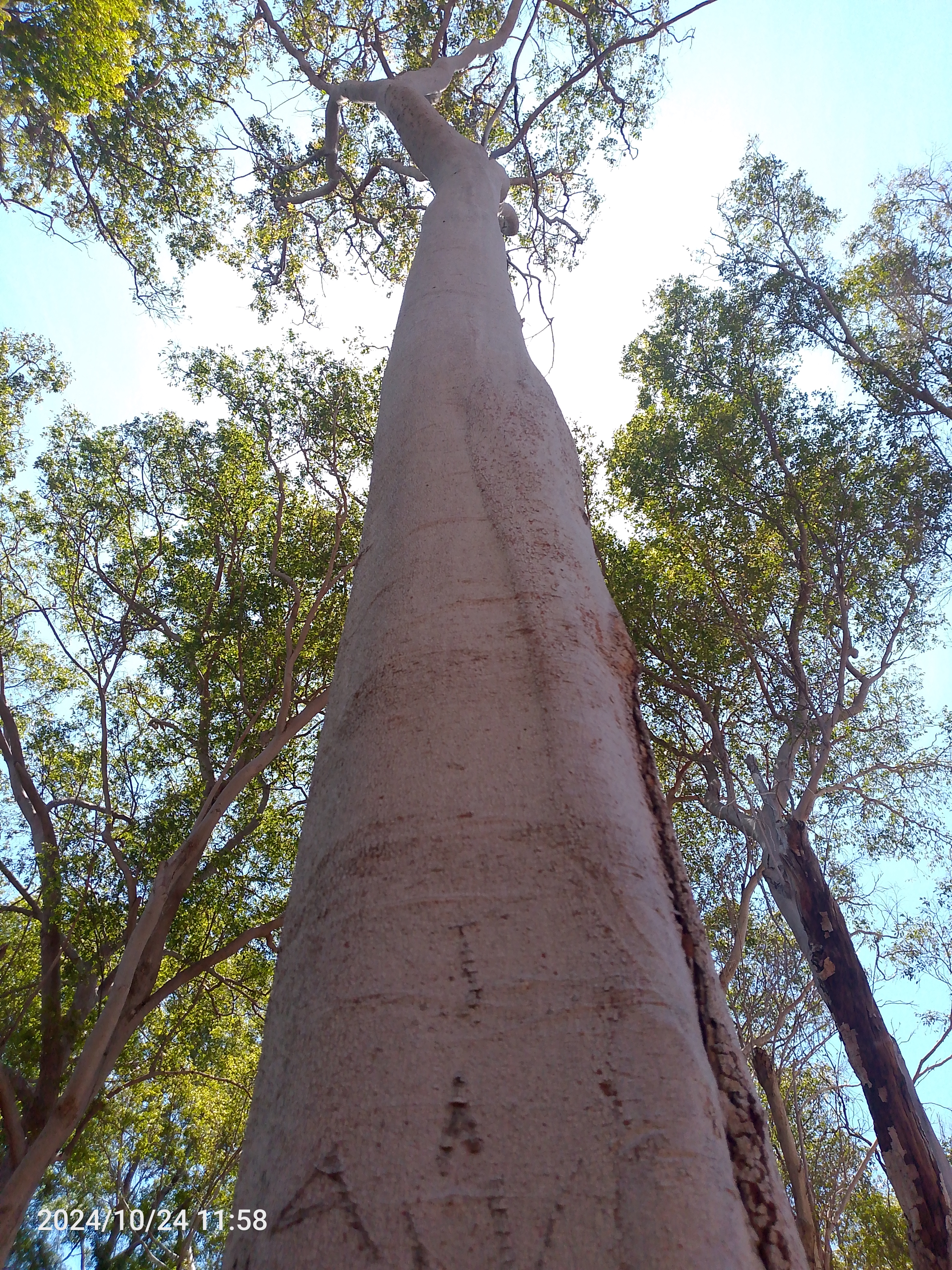 Tree Image