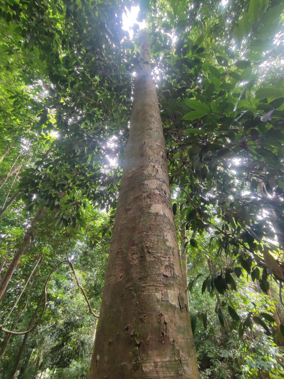 Tree Image