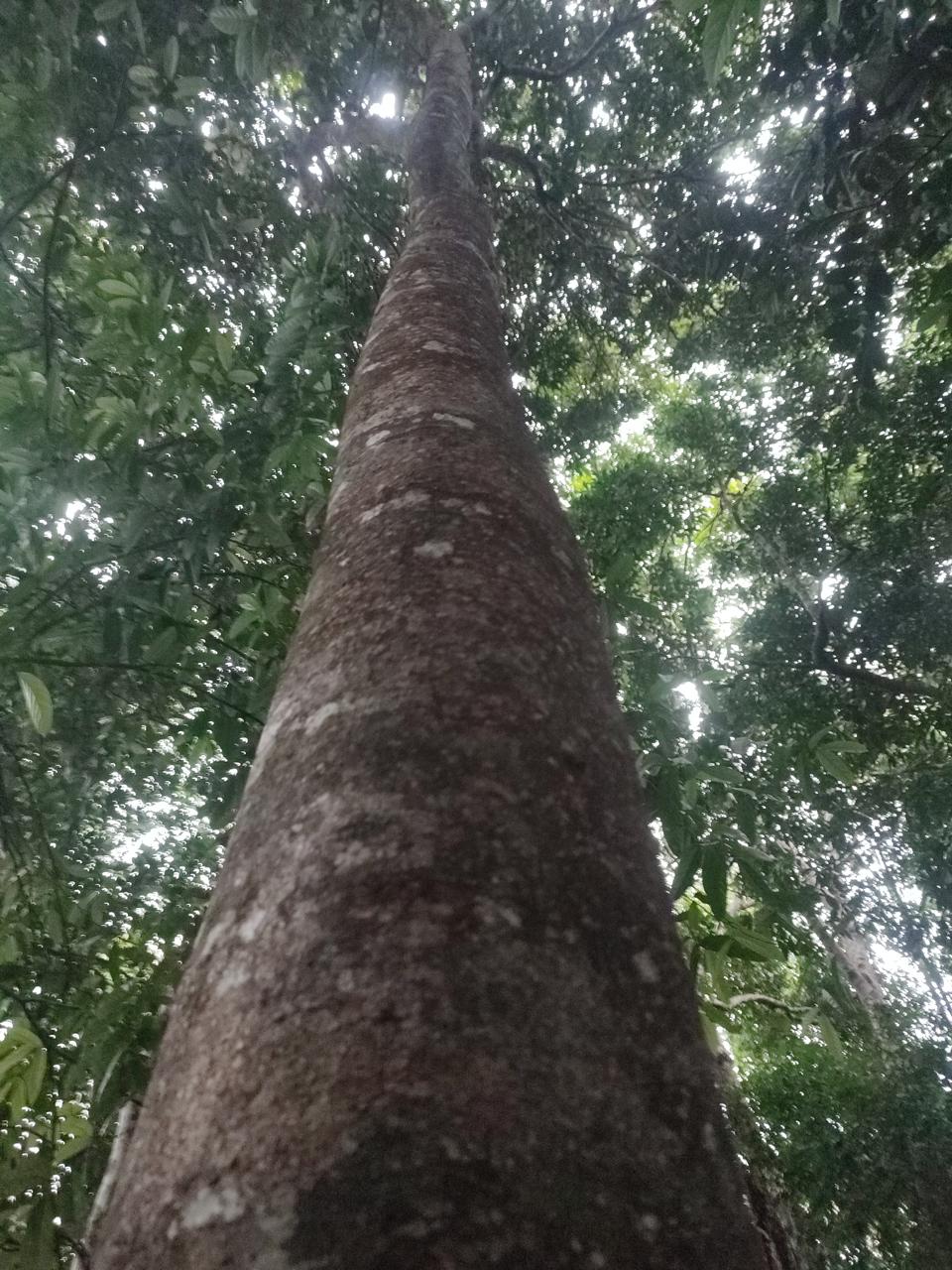 Tree Image