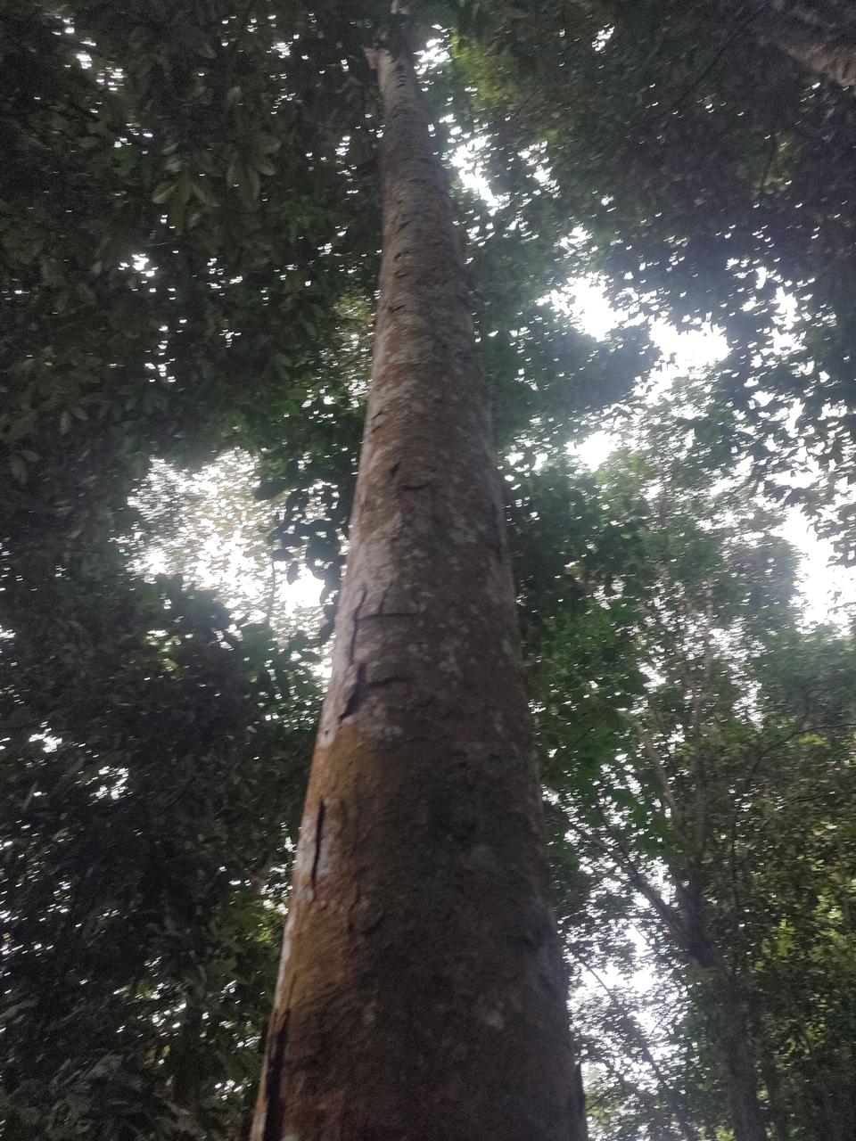 Tree Image