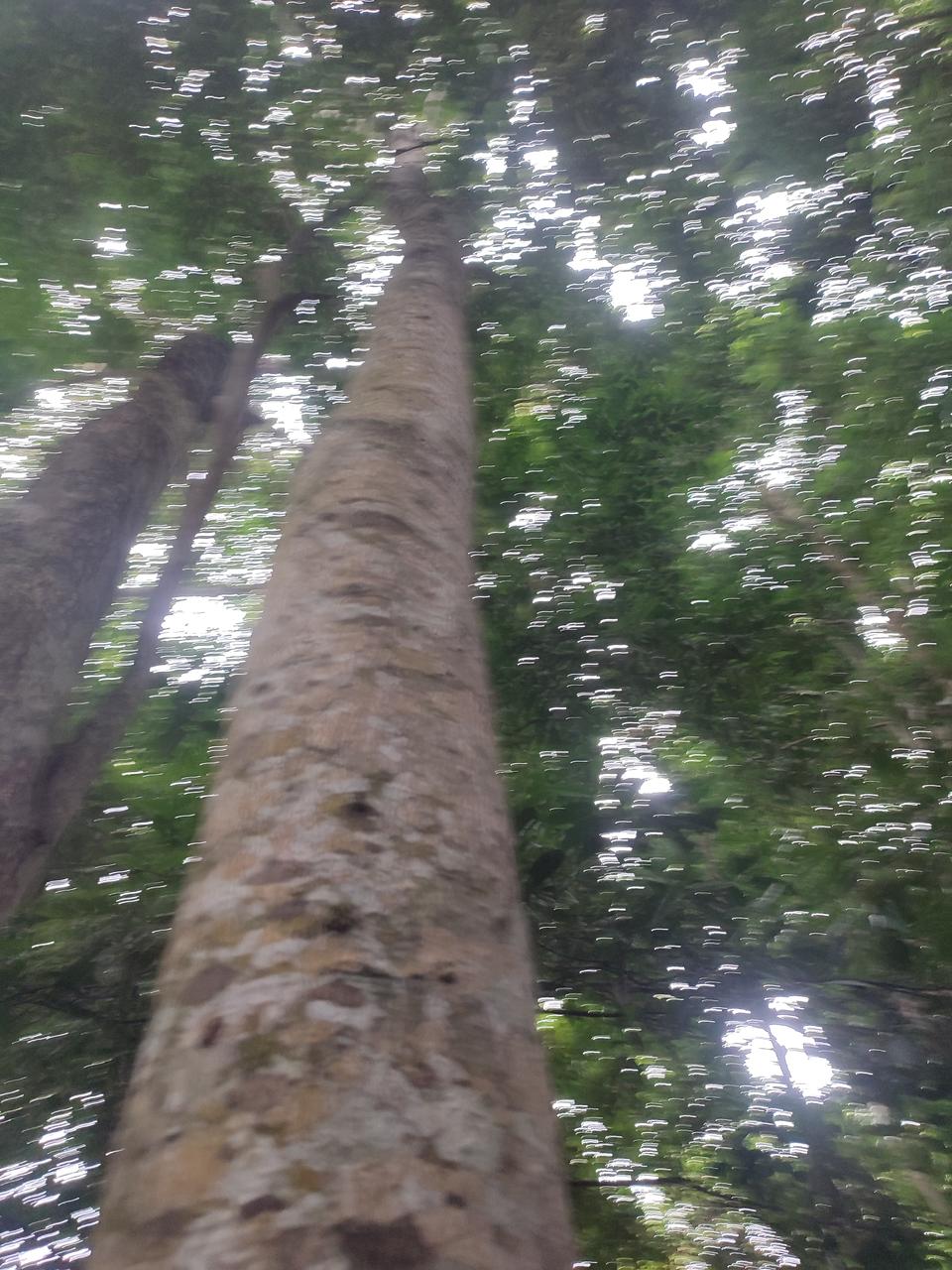 Tree Image