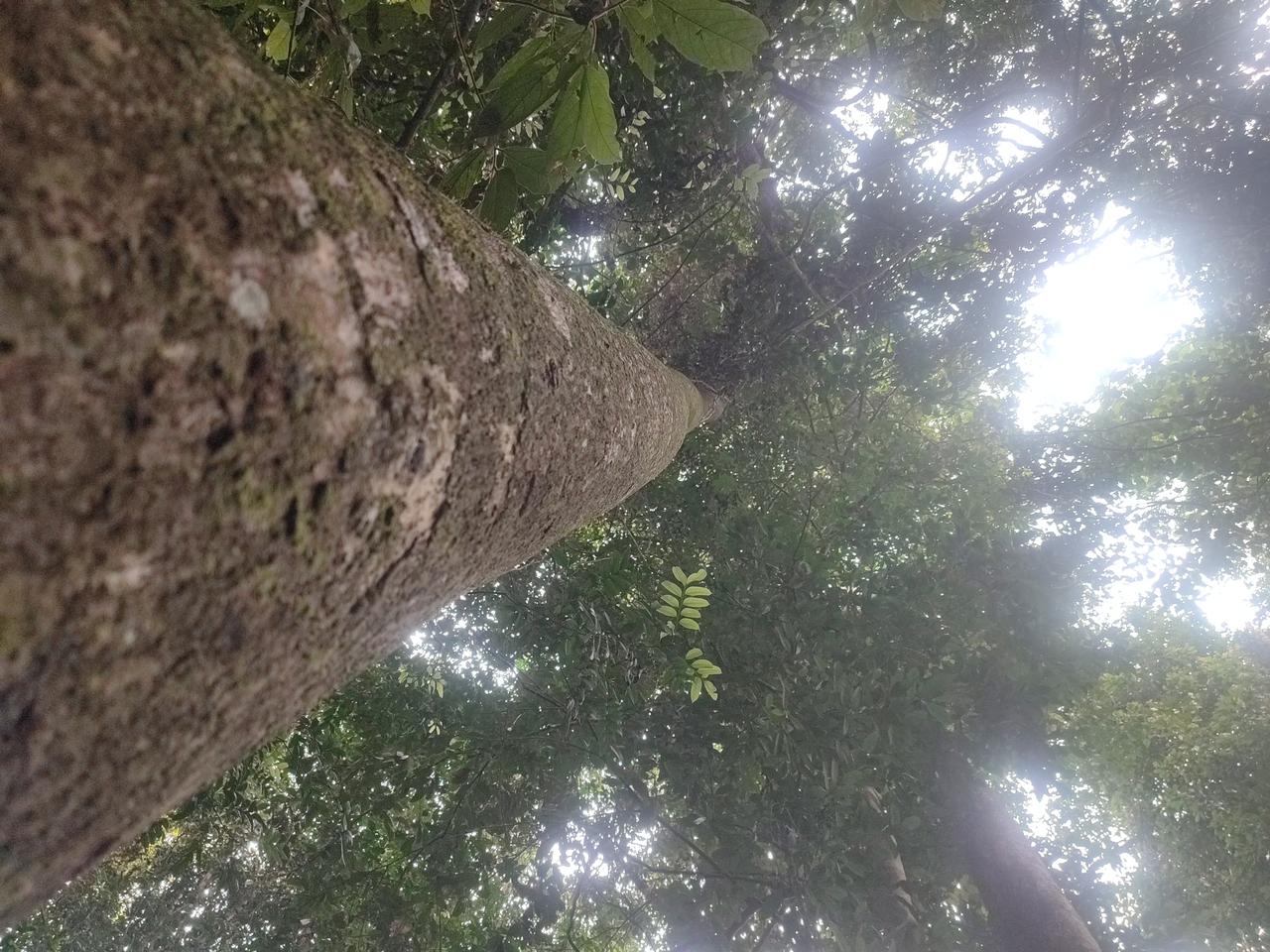 Tree Image