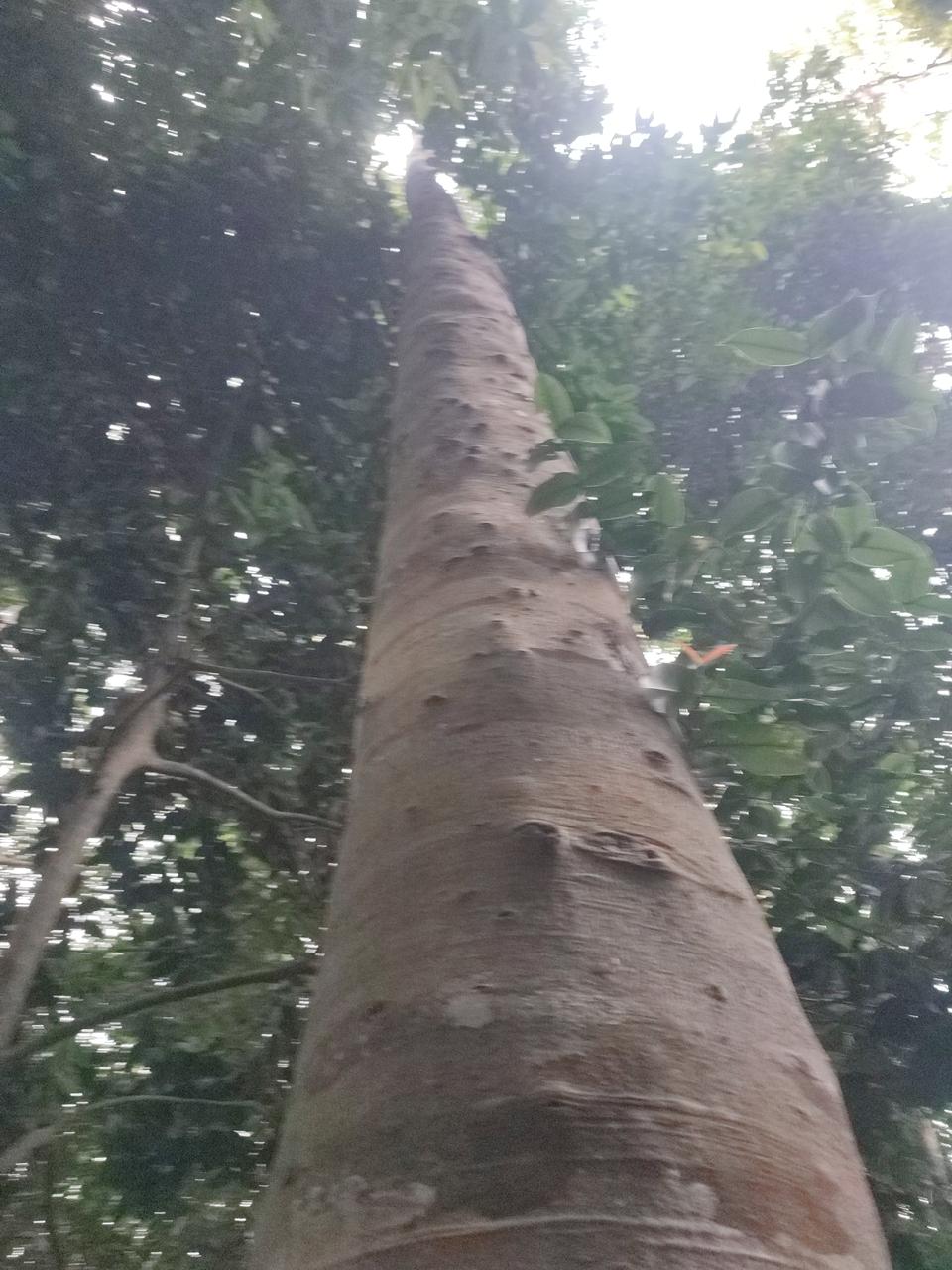 Tree Image